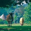 Cows & Cars at Trinity Manor